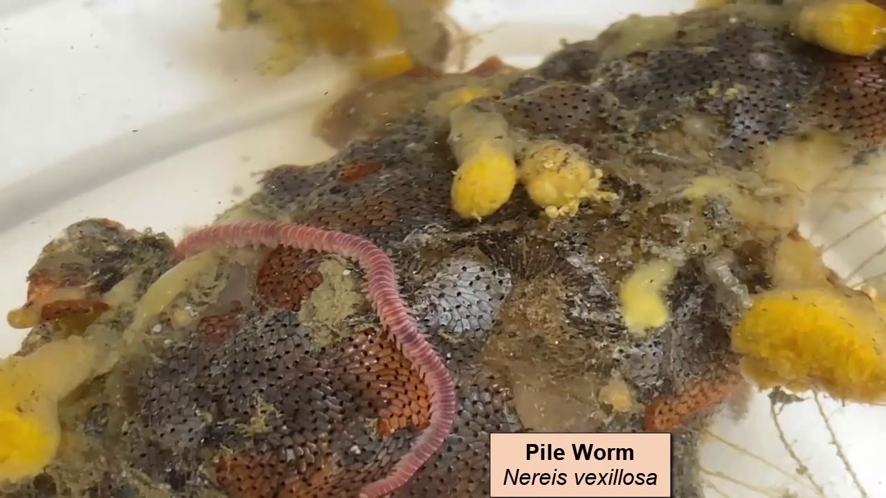 Piling worms: Polychaetes