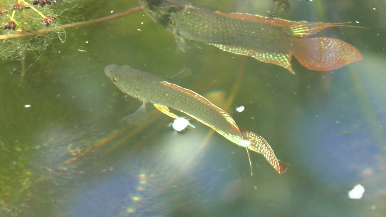 Macropodus ocellatus Freilandhaltung