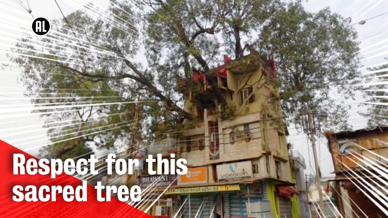 Building a house around a tree | India | METROPOLIS