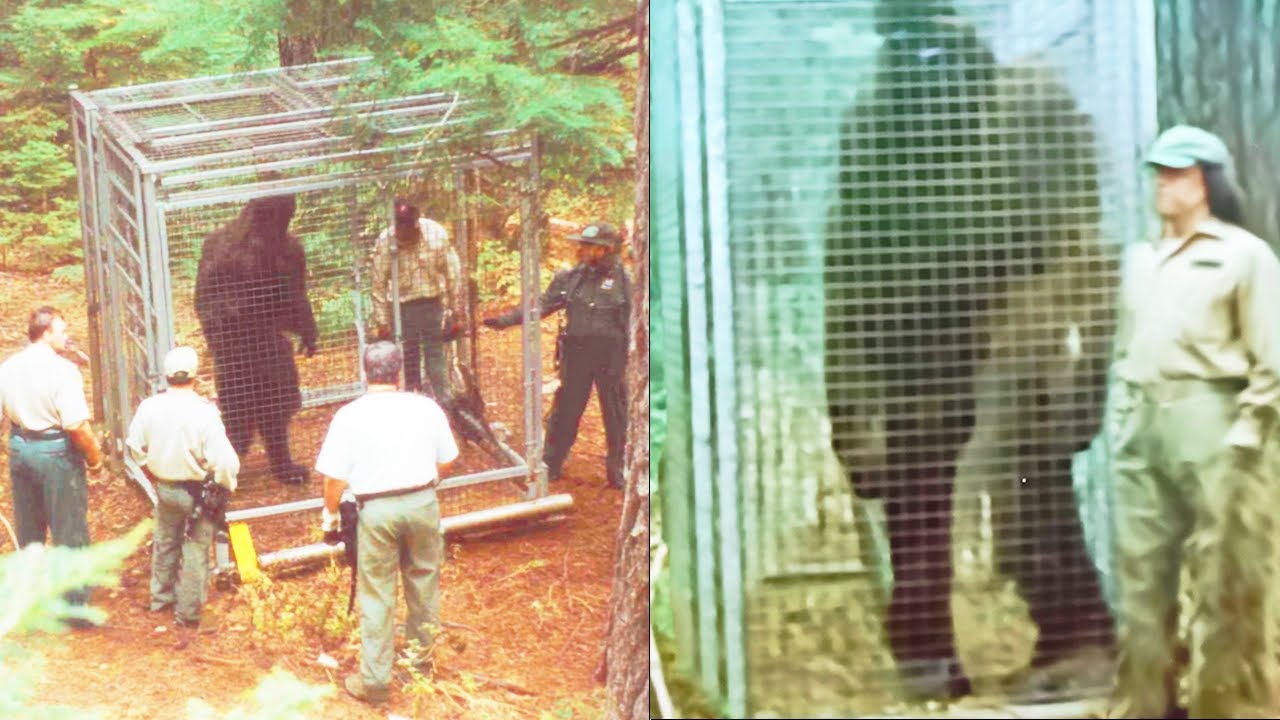 'THEY CAGED BIGFOOT' - Rangers' Terrifying BIGFOOT ENCOUNTER STORY