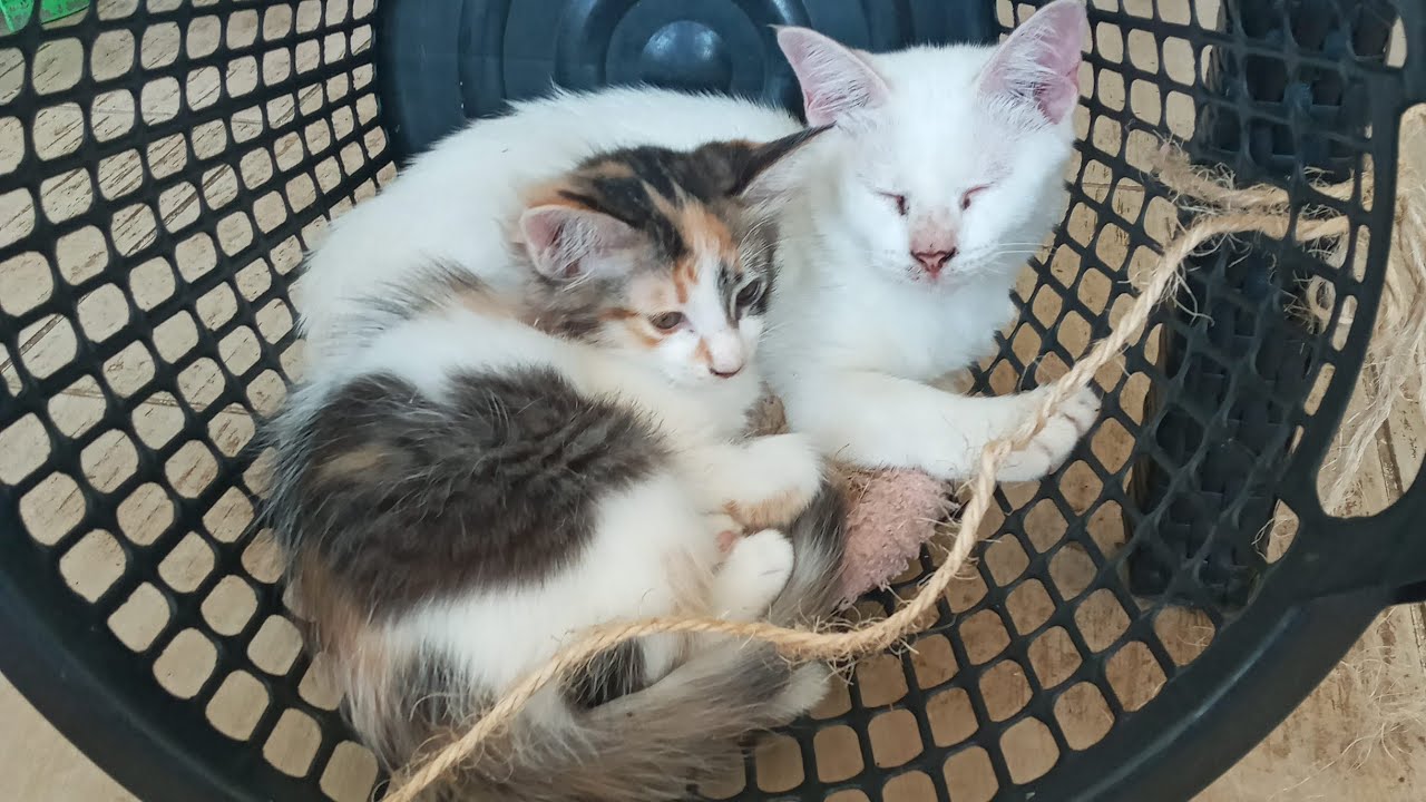 Cats & kittens are 856 & 765 & 691 & 608 & 507 & 490 & 442 & 366 & 251 & 213 & 113 &273 &207 &105&71