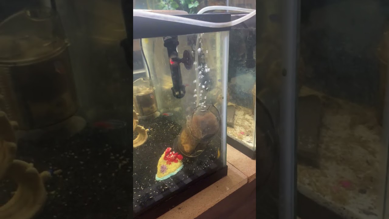 Fish Room Tour