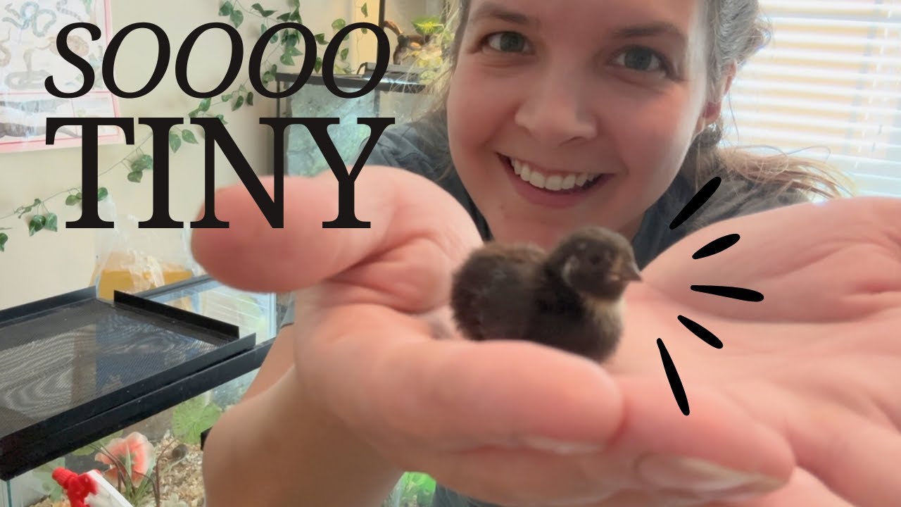 BABY button quail UPDATE! They're so TINY!