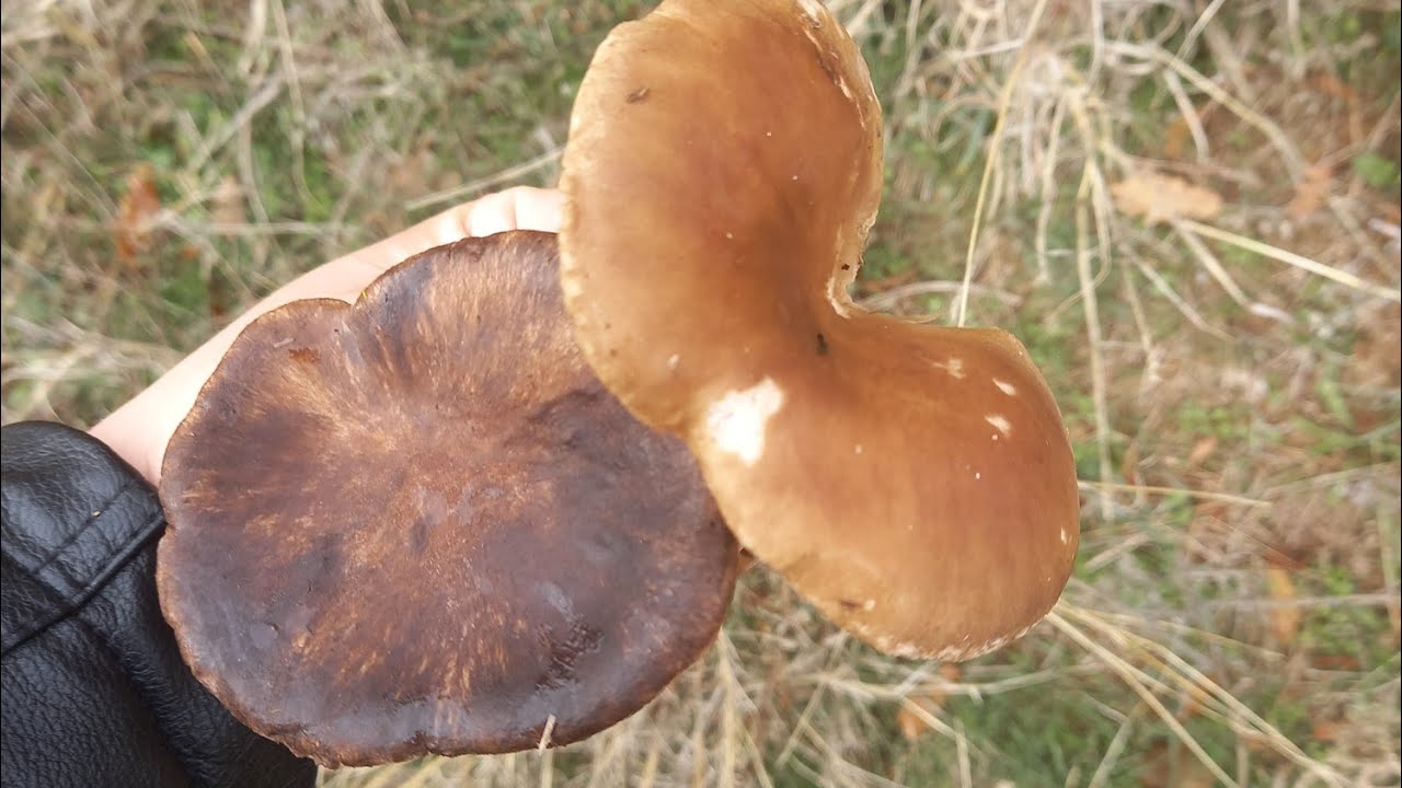 Diken mantarı (Pleurotus eryngii) ветрогонова гъба  #Kingoyster hunt .Kırcaali.4K