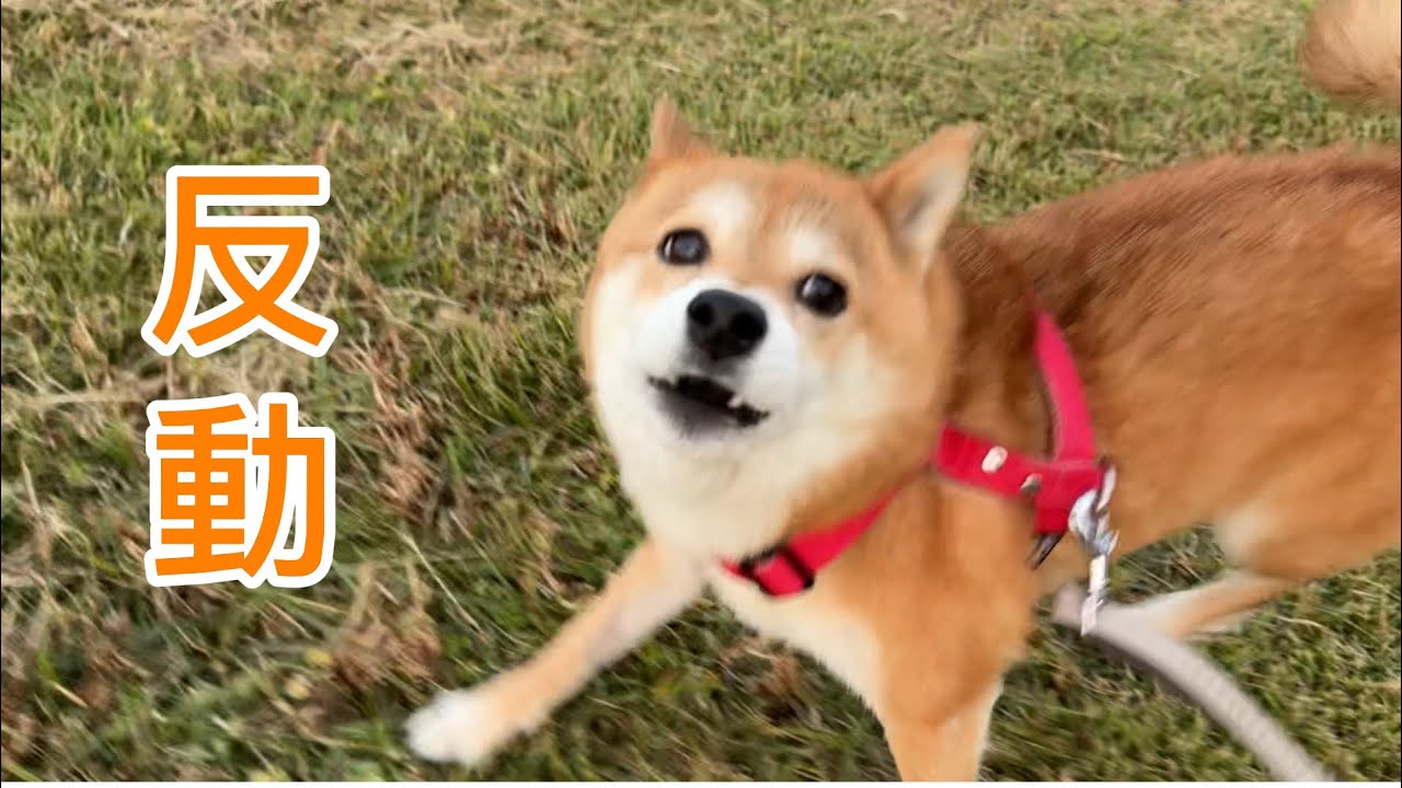 回復した福ちゃんが見せた嬉しいけど困る一面