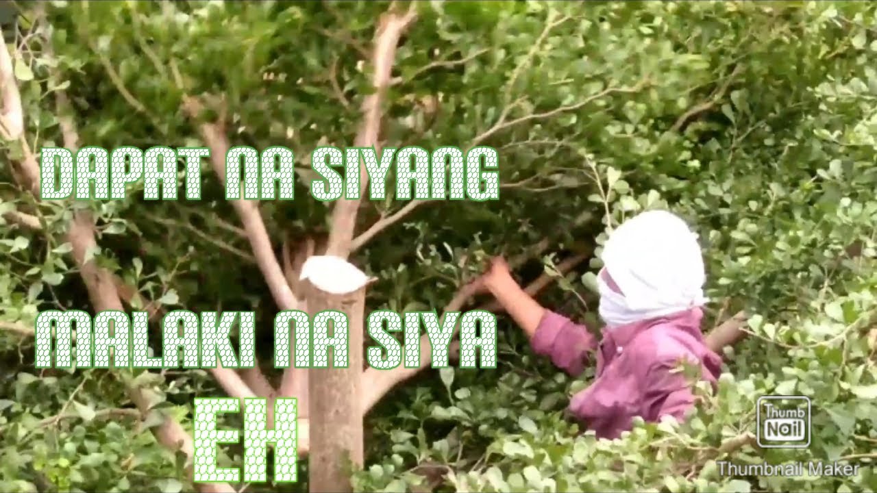 Cutting African Talisay