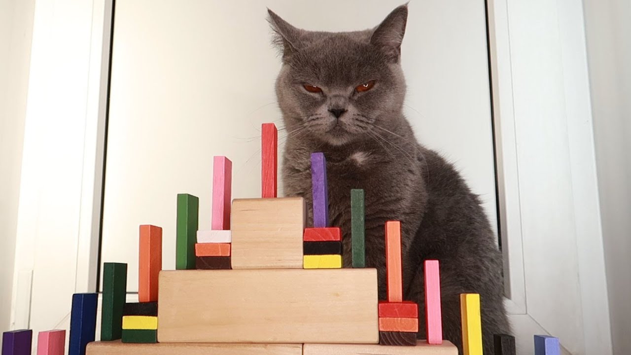 Cat and Domino