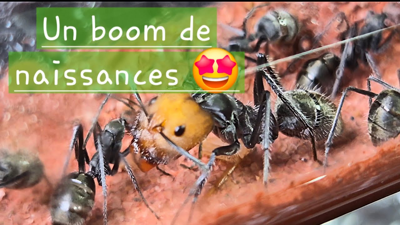 La première petite major 😍