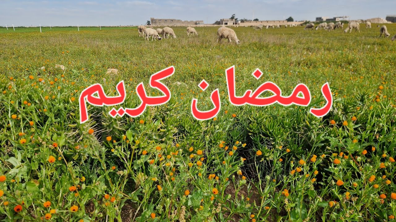 الحلقة 768.🌹🇲🇦🌹  كل عام و انتم بألف خير.رمضان كريم 