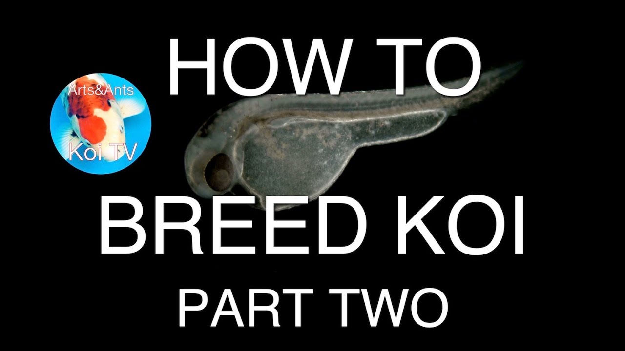 HOW TO BREED KOI PART TWO