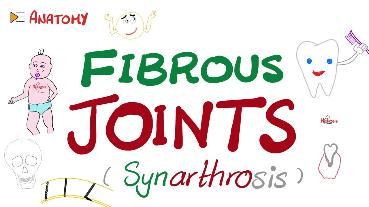 Fibrous Joints (Synarthrosis) - Anatomy Basics