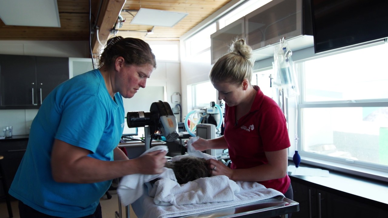 Sea Otter Pup Hardy