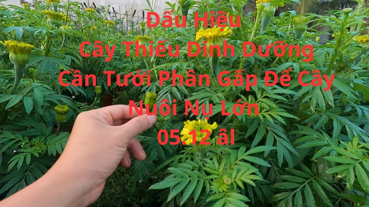 Dấu Hiệu Cây Thiếu Phân Cần Được Bổ Sung Gấp Trong Giai Đoạn Cây Ôm Nụ