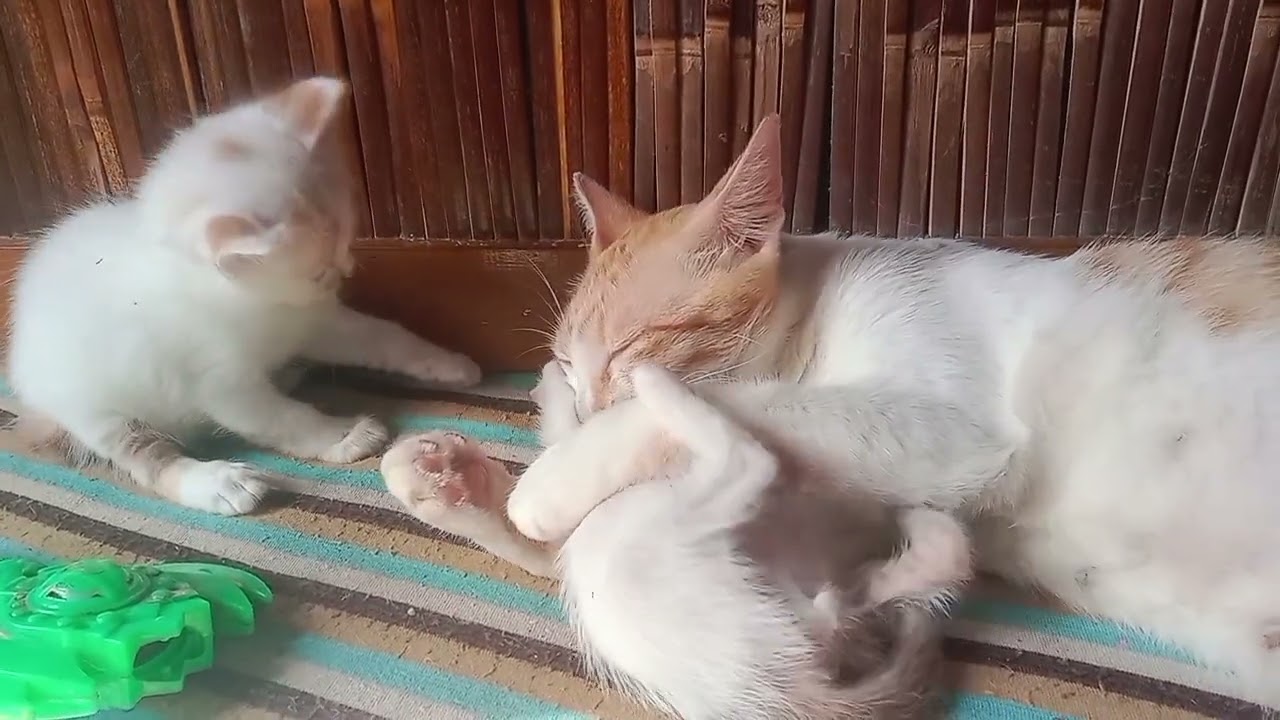 KUCING COMEL LUCU... GEMES