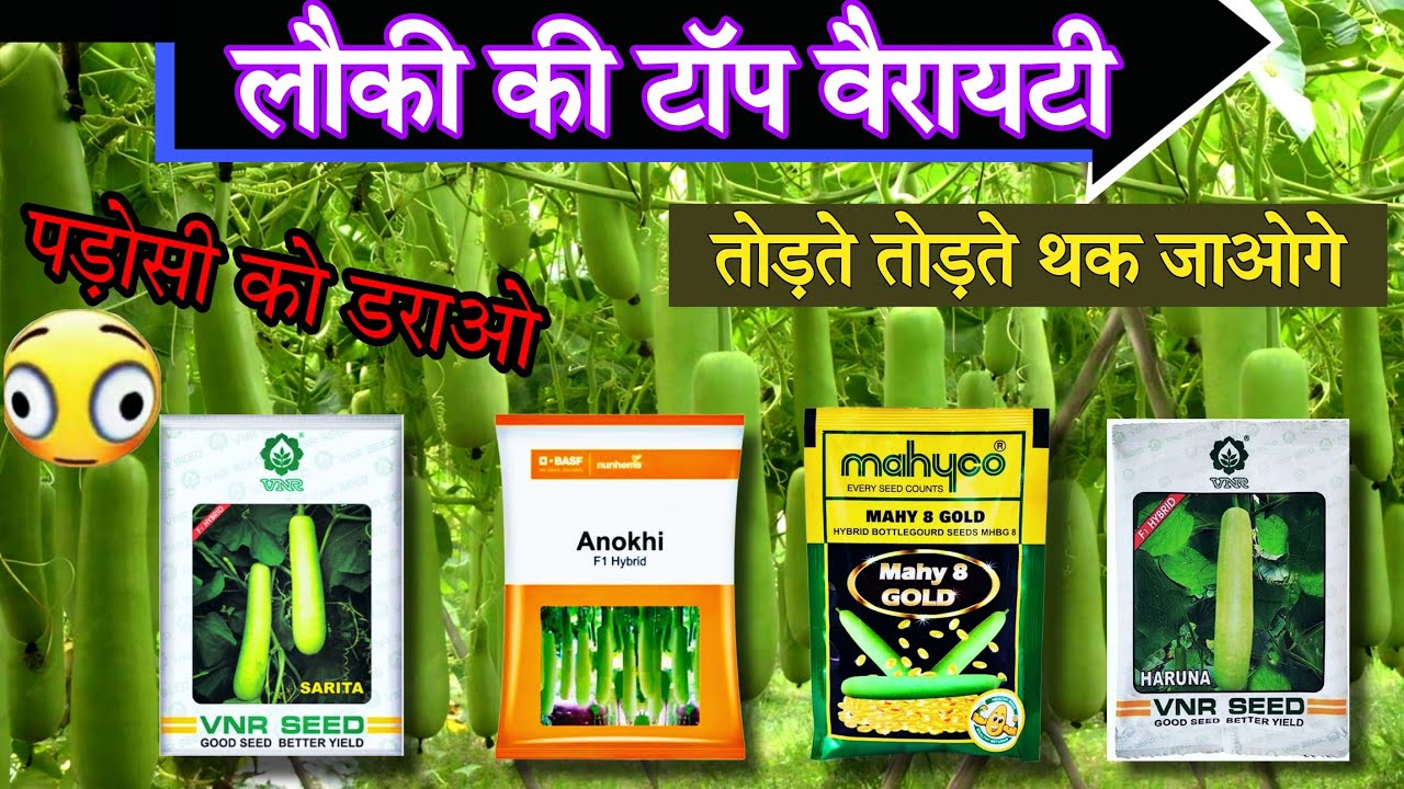 Loki ki best variety🌱Top 5 best Hybrid Lauki ki variety | VNR Sarita, Basf Anokhi, VNR hanuna