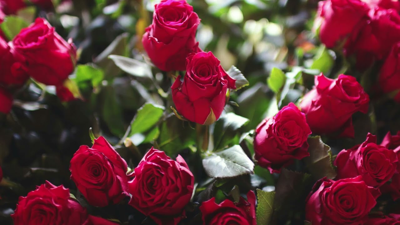 Red Roses Valentines Day - HD Wall Art for TV - Quiet Galley - Art Screensaver TV - 2 Hours