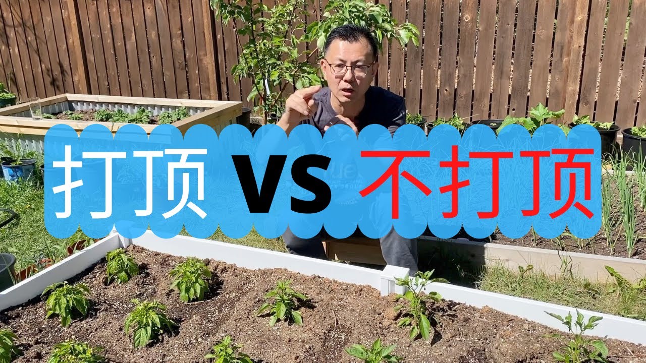 辣椒打顶/掐尖：对比辣椒株型，实例演示说明，介绍二次打顶技术
