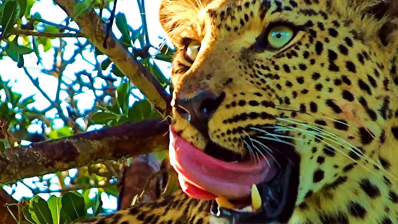 Game Drives Into The Bush For Super Up-Close Encounters With Elephants, Leopards Eating And More.