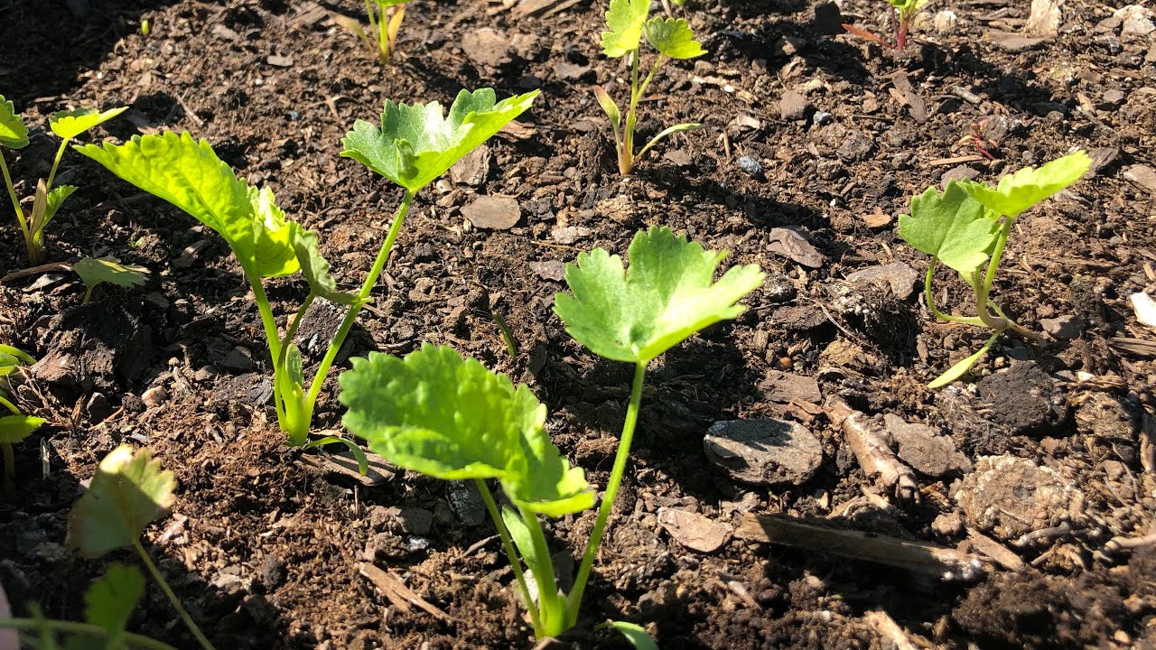 How to grow parsnips from sprouted seeds / Odla palsternacka fr&aring;n f&ouml;rgrodda fr&ouml;n