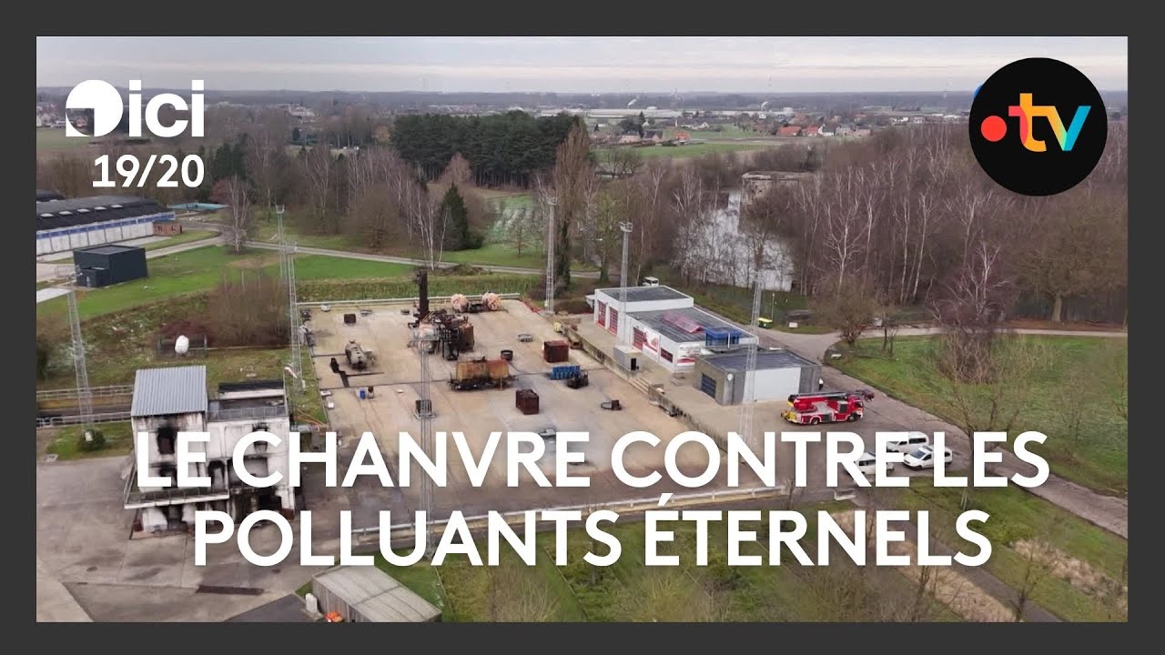 Le chanvre pour lutter contre les polluants &eacute;ternels, une r&eacute;volution &eacute;cologique