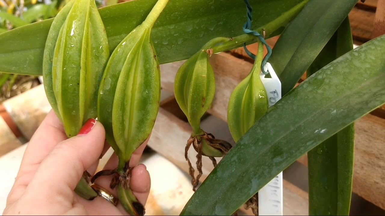 Devo cortar a CÁPSULA da Orquídea 🤔?? Assiste para entender