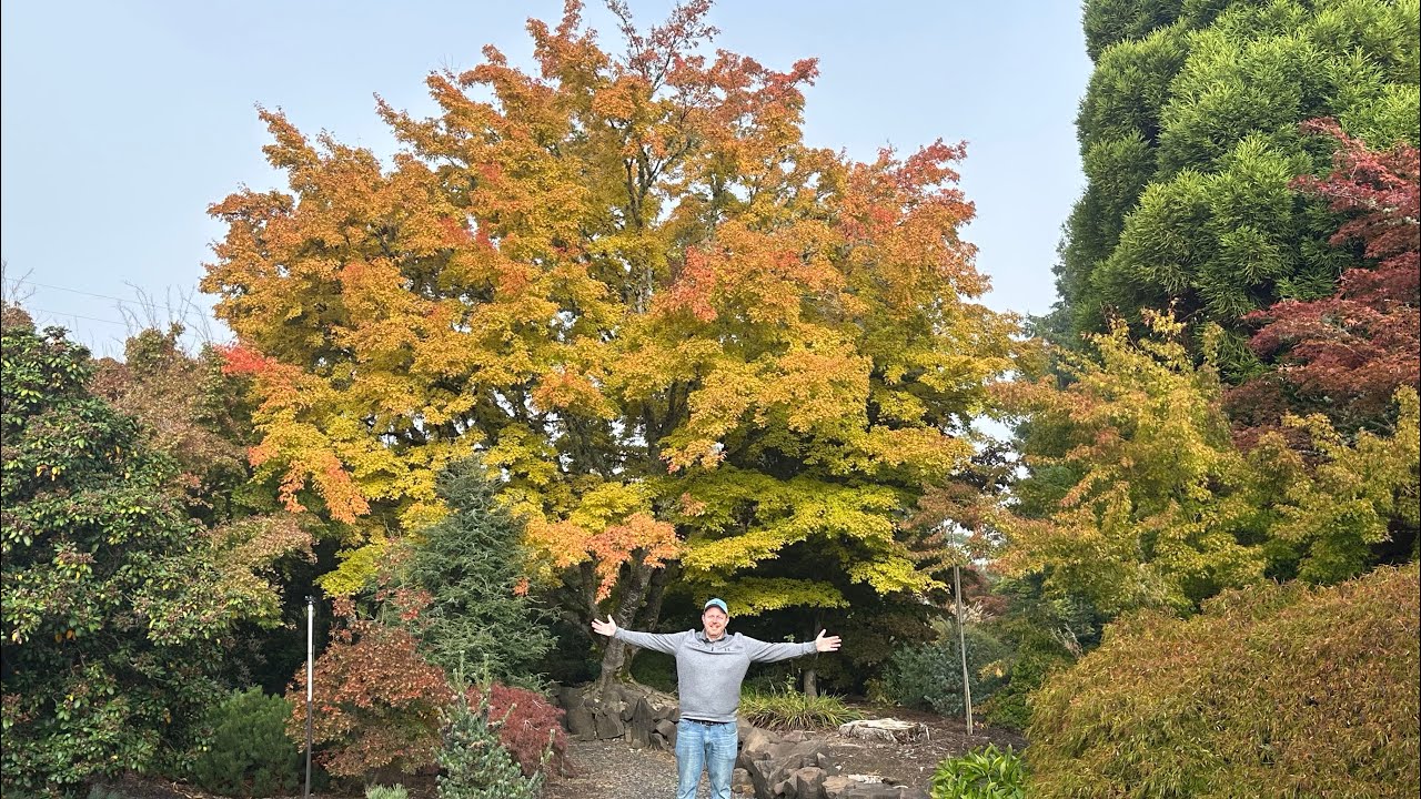 Giant ‘Sango kaku’ Japanese maple at Buchholz Nursery