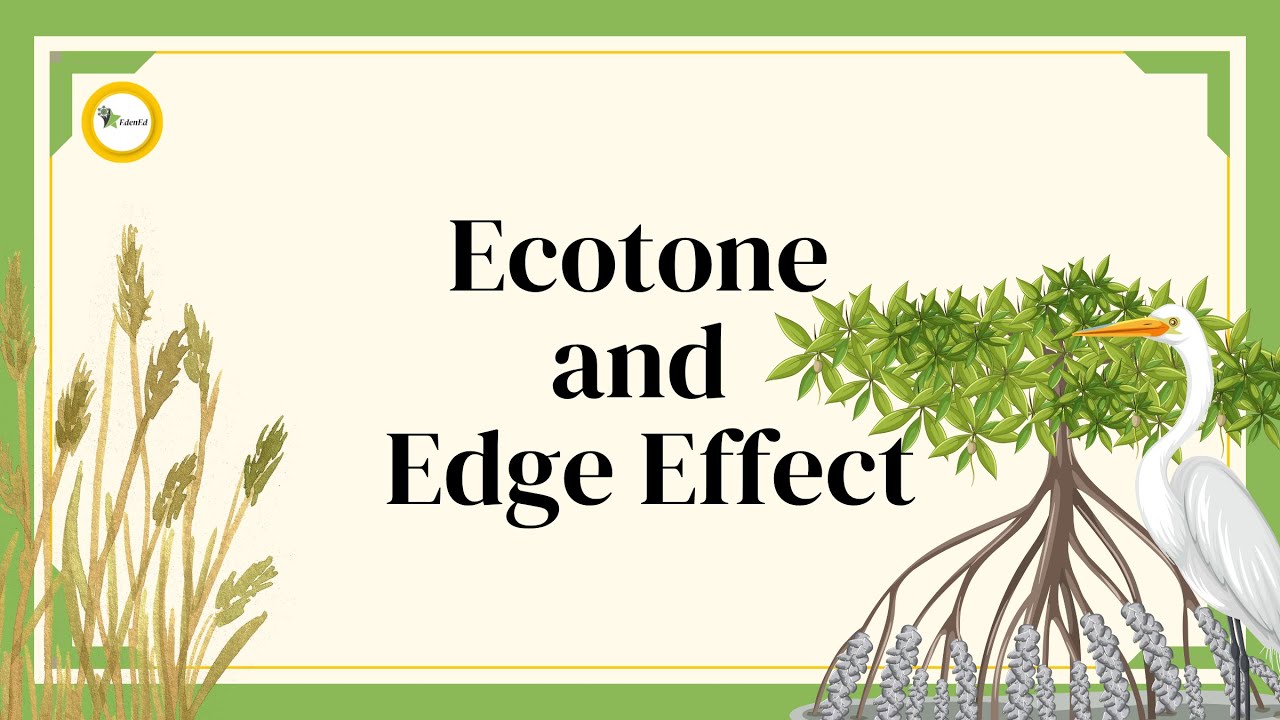 Ecotone and Edge Effect