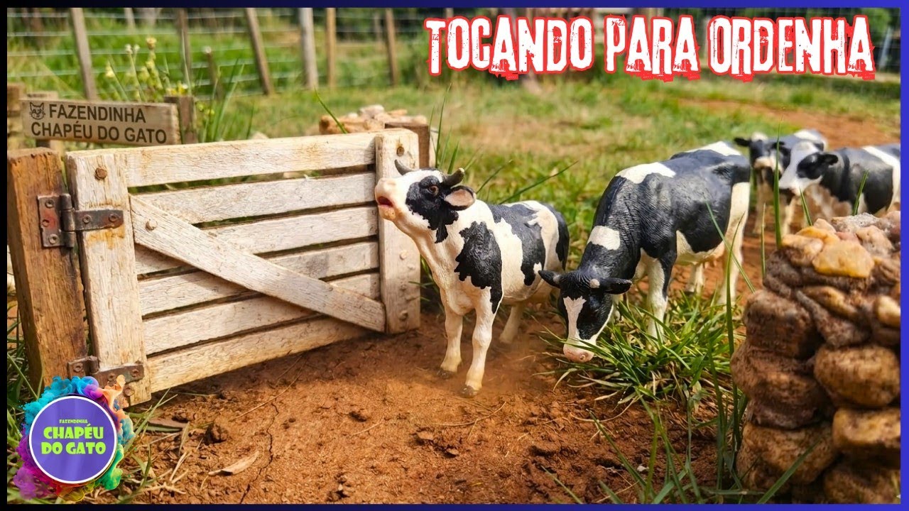 Fomos Buscar as Vacas Holandesas Para Ordenha… Olha o Que Aconteceu!”
