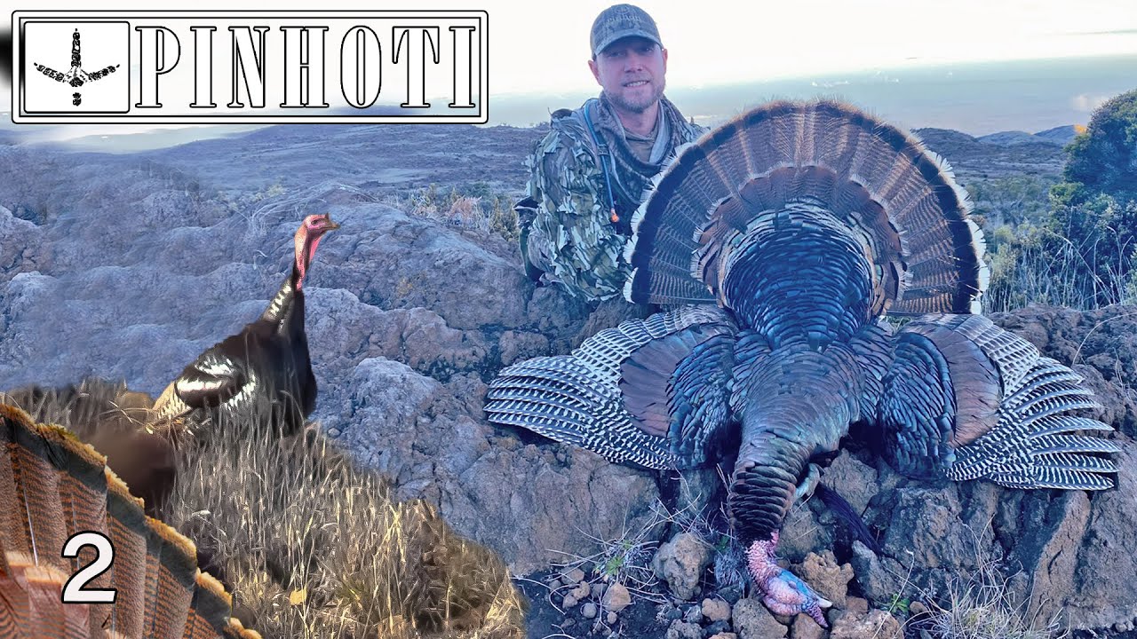 HUNTING GOBBLERS in the LAVA ROCK of HAWAII | PUBLIC LAND TURKEY HUNTING -Pinhoti 2021