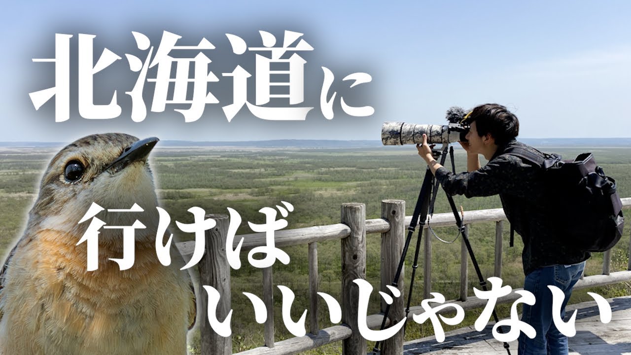 とんでもない野鳥たちに会えることが確定している場所に行ってきました《α6700野鳥撮影｜Wildlife Photography》