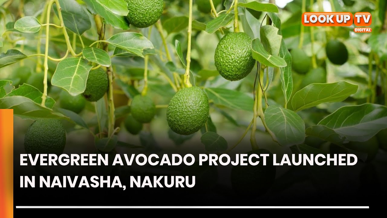 Evergreen Avocado Project Launched In Naivasha, Nakuru