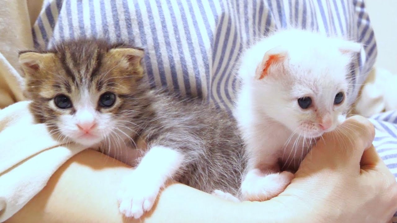 Веселый котенок продолжает мурлыкать [Котенок, кот-спасатель]