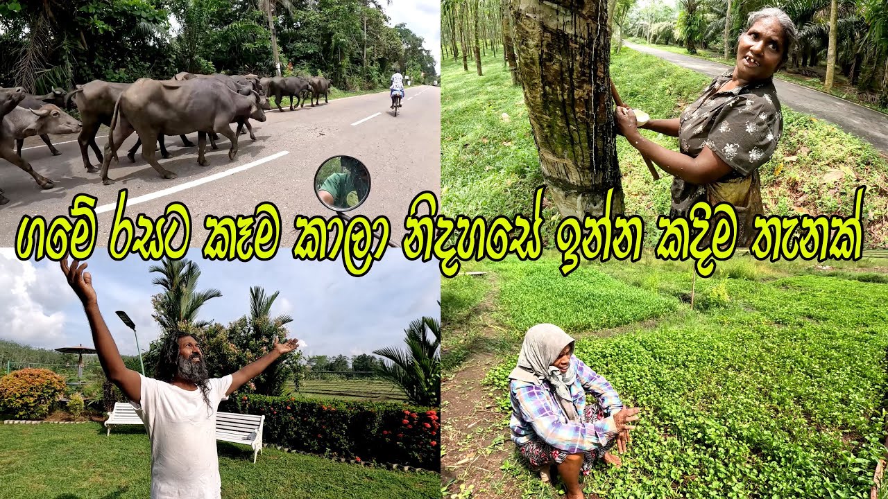 ආදා දොලෙ වතුරෙ ලස්සන 🧡 Delicious Breakfast 👍Beautiful Village උදේ කෑම කෑවා වෙල ගාව බෝට්ටුවේ ඉදන්