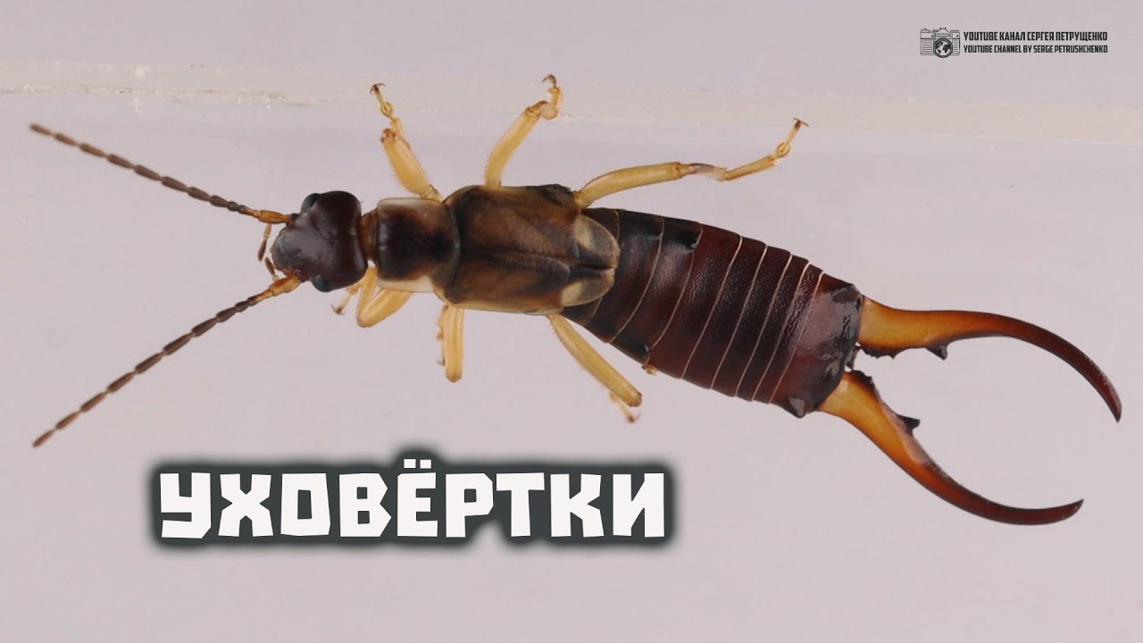 Уховёртки. Правда ли они залезают в уши спящим людям и откладывают яйца в мозг? // Clever Cricket