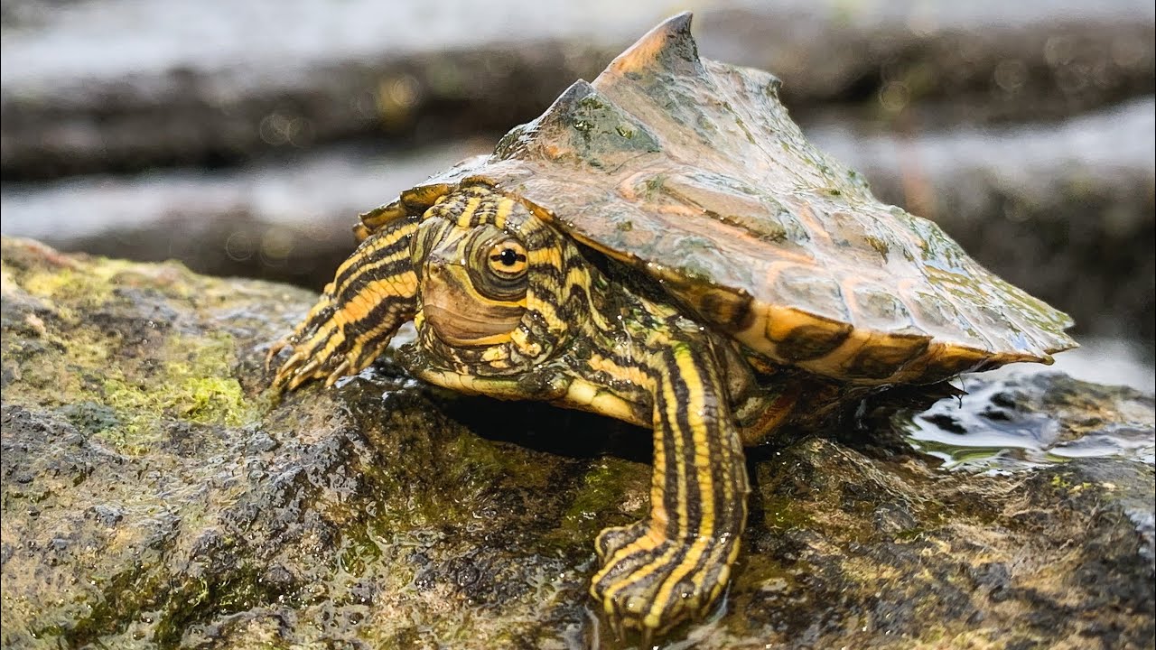 Underwater with Map turtles, Musk Turtles and more!! GoPro Hero 8 Underwater video!!
