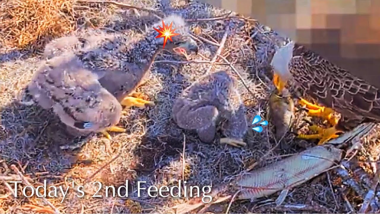 #200🦅🐥30°🐥25°／Winter Park Eagle Nest 2026／Against All Odds:One-Eyed Mom／by Winter Park Eagle Cam
