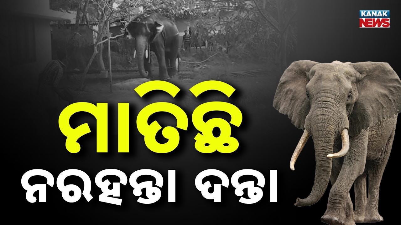 Rampaging Elephant Attacks in Raikia Block: 3 People Injured
