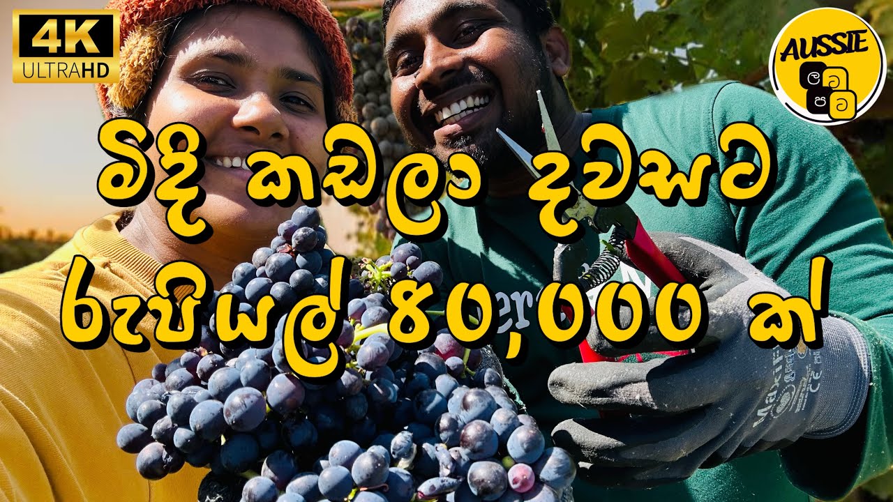 මිදි කඩලා දවසකට රුපියල් 80,000ක් හොයමුද....? | Fruits picking causal job - Australia