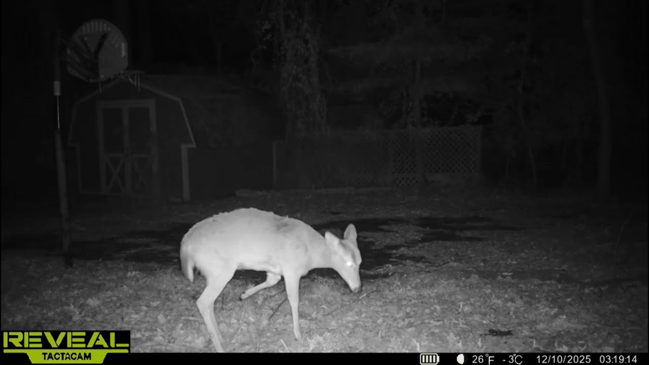 Trail Camera December 2025