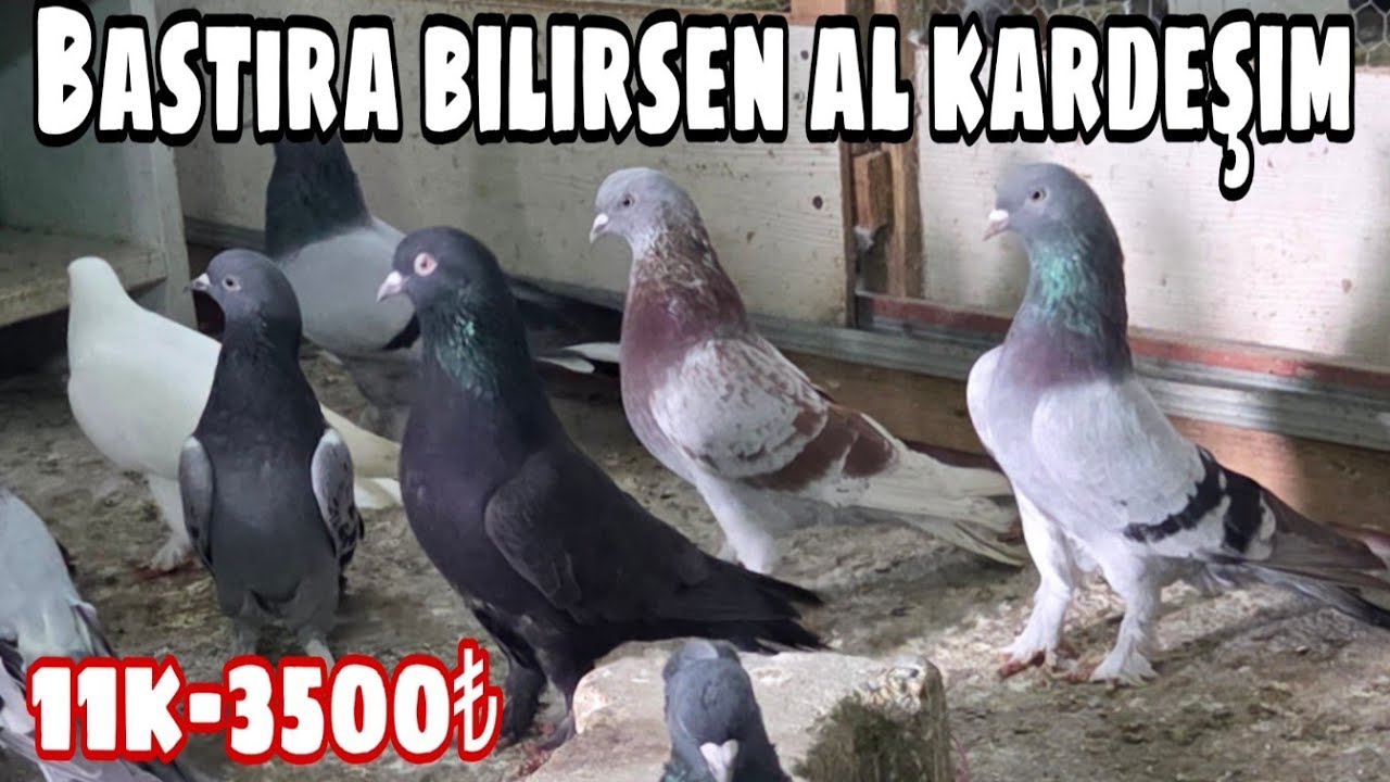 Bastıra Bilirsen Al Kardeşim.  Watsap.545.550.0192