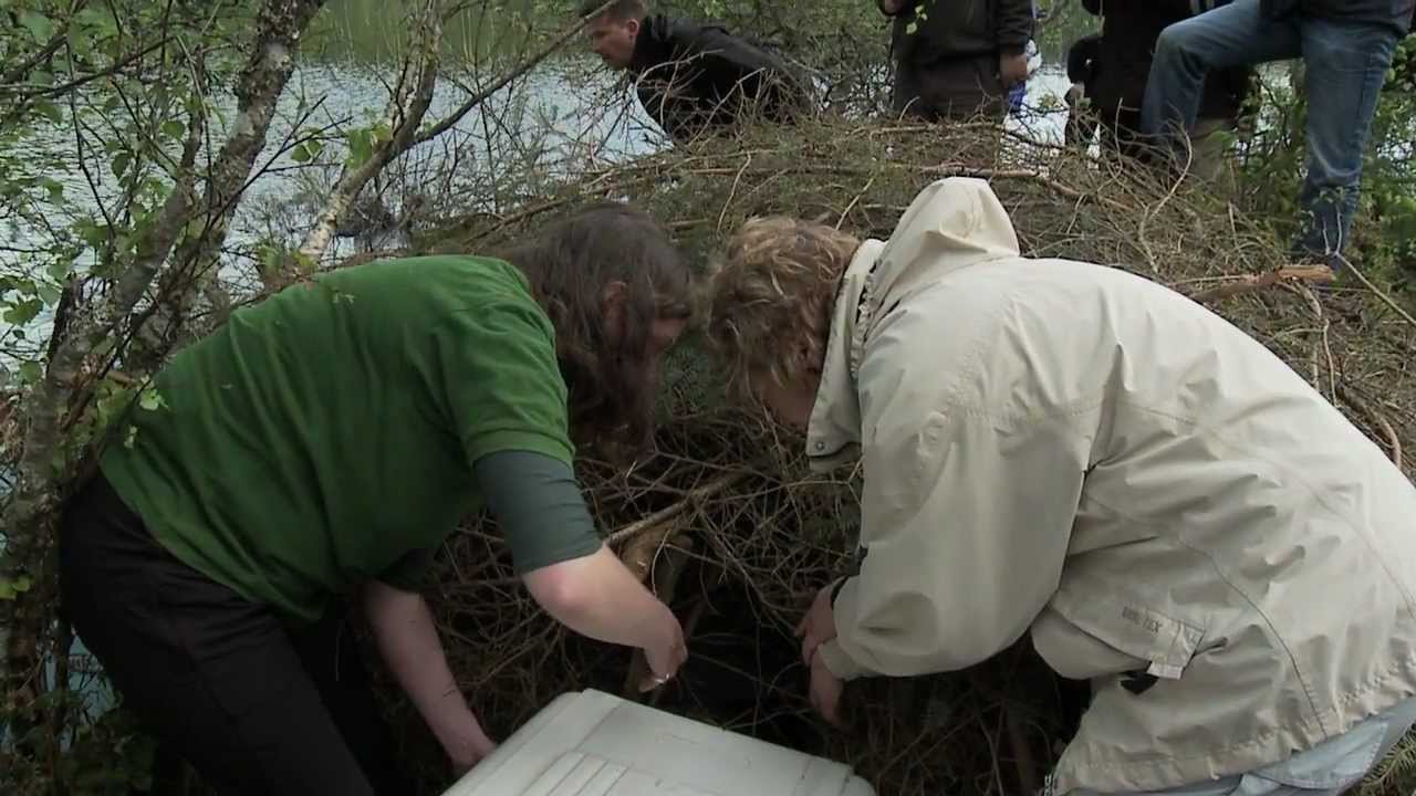 Beaver release by Scottish Beaver Trial