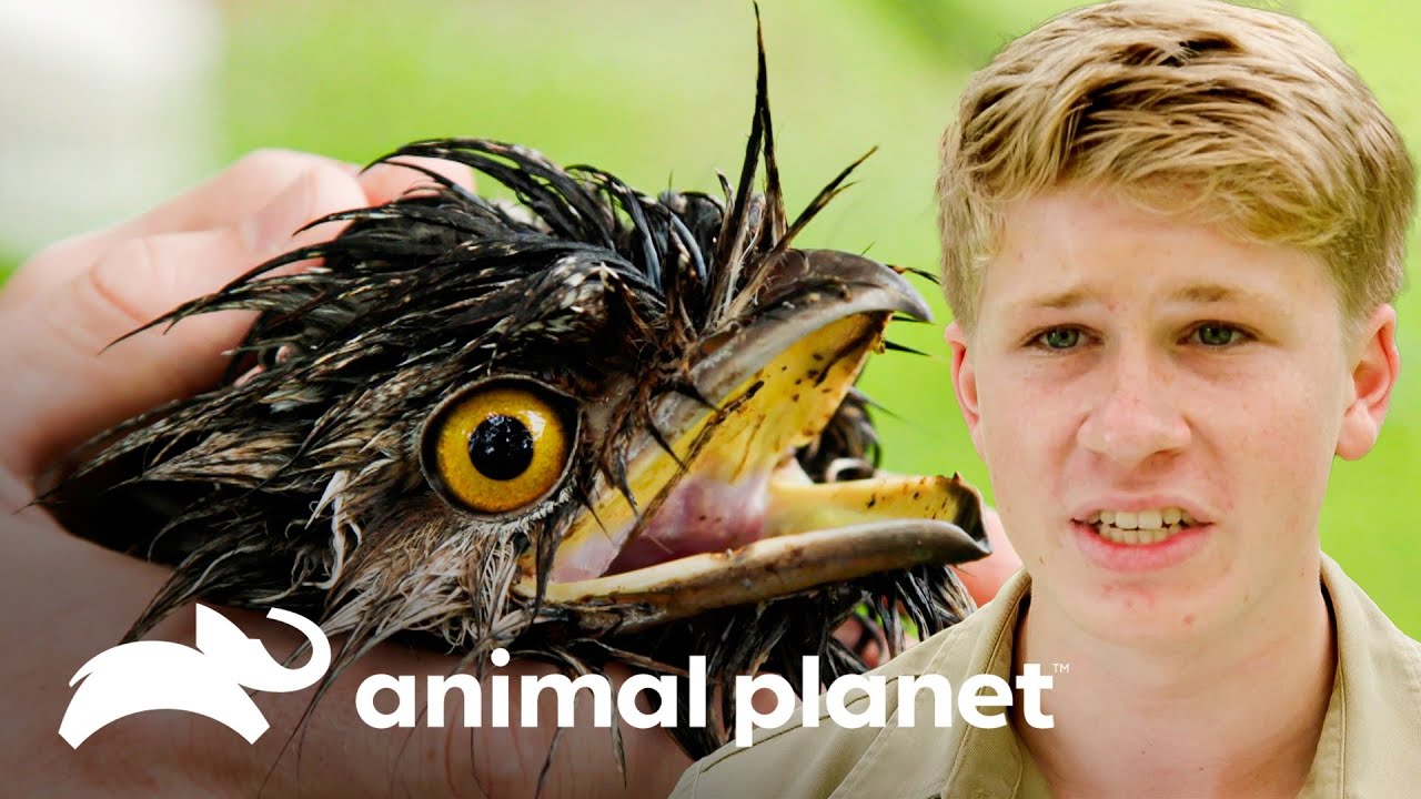 Rescatando a un ave muy poco usual | Los Irwin: Datos Curiosos | Animal Planet