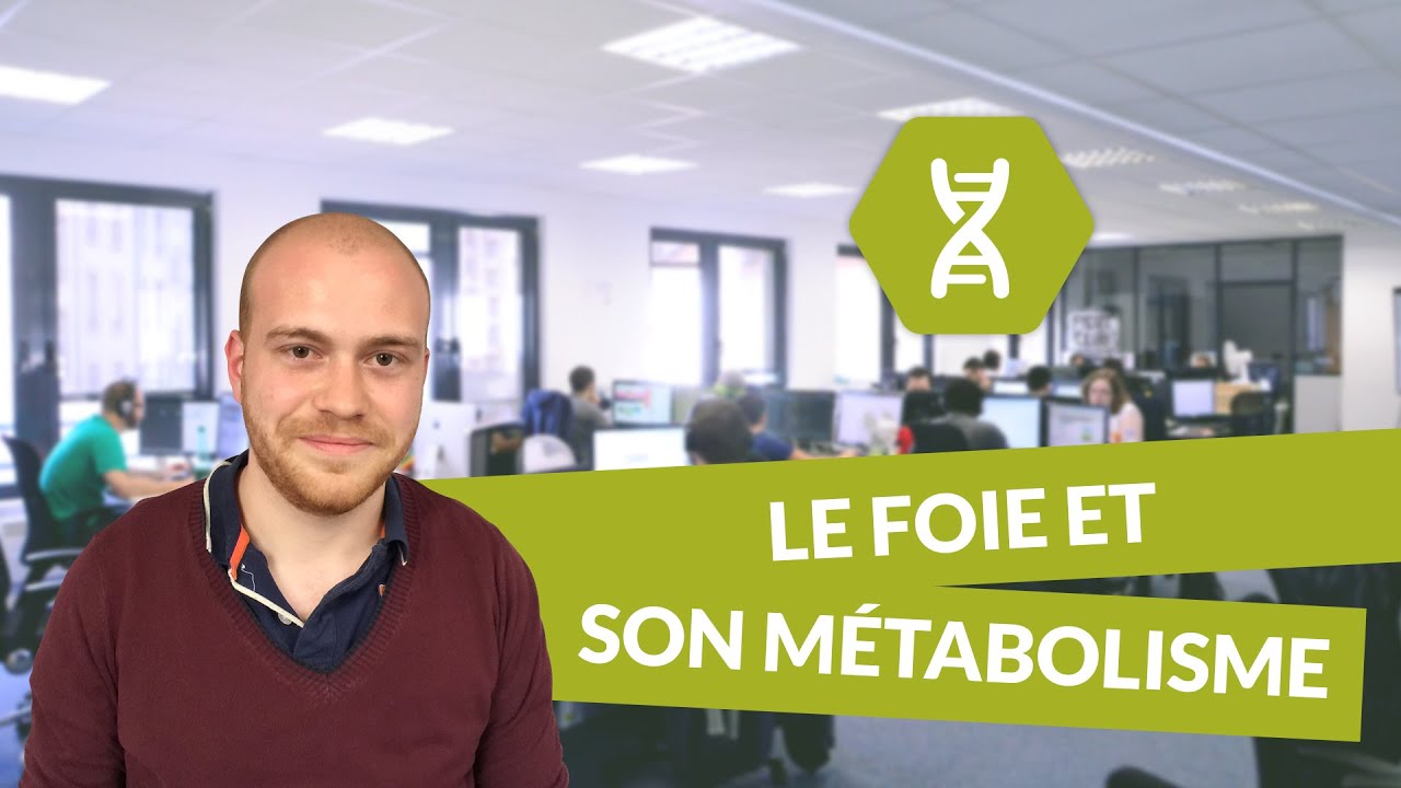 Physiologie digestive, foie et son métabolisme - Physiologie - digiSchool