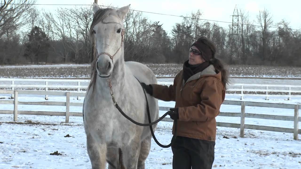 How to Liberty Train a Difficult Horse Gently and Compassionately, Dulce Part II