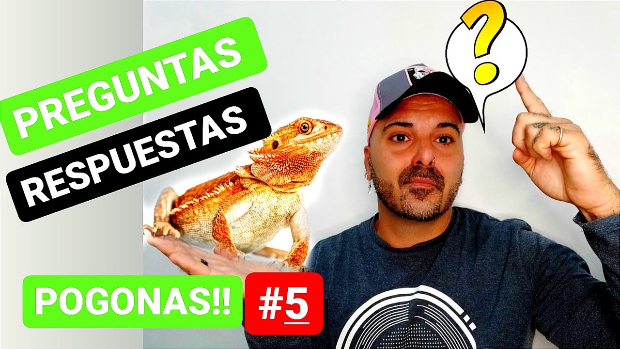RESPONDIENDO  dudas SUBSCRIPTORES  sobre POGONAS!#5@Sergio exotics