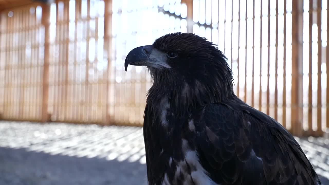 Lead poisoning kills 3 bald eagles in 4 weeks at Eaton Rapids wildlife center