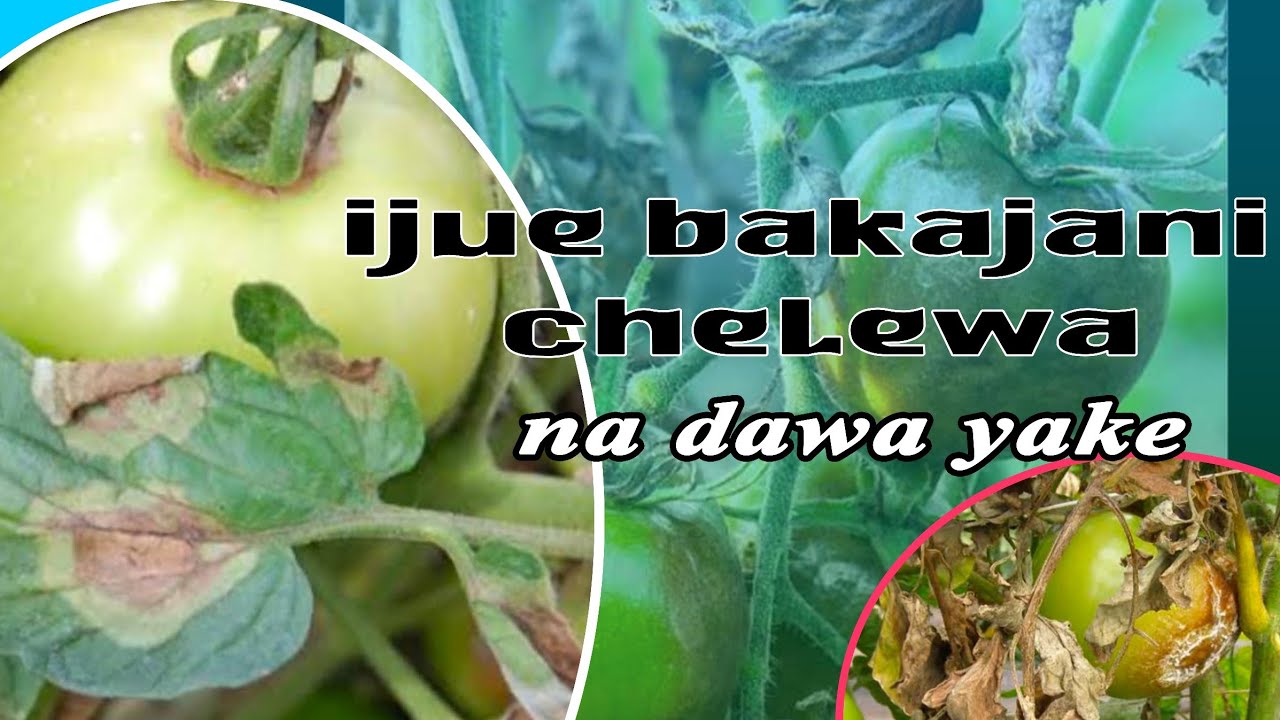 TATIZO LA NYANYA KUUNGUA MAJANI