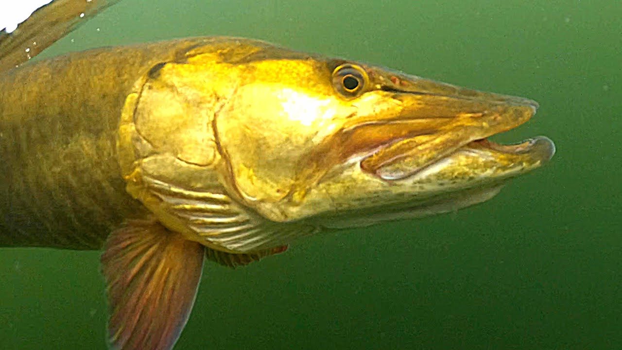 Chasing GIANT Muskys in Clear Water - 10 Day November Musky Challenge -Day 5