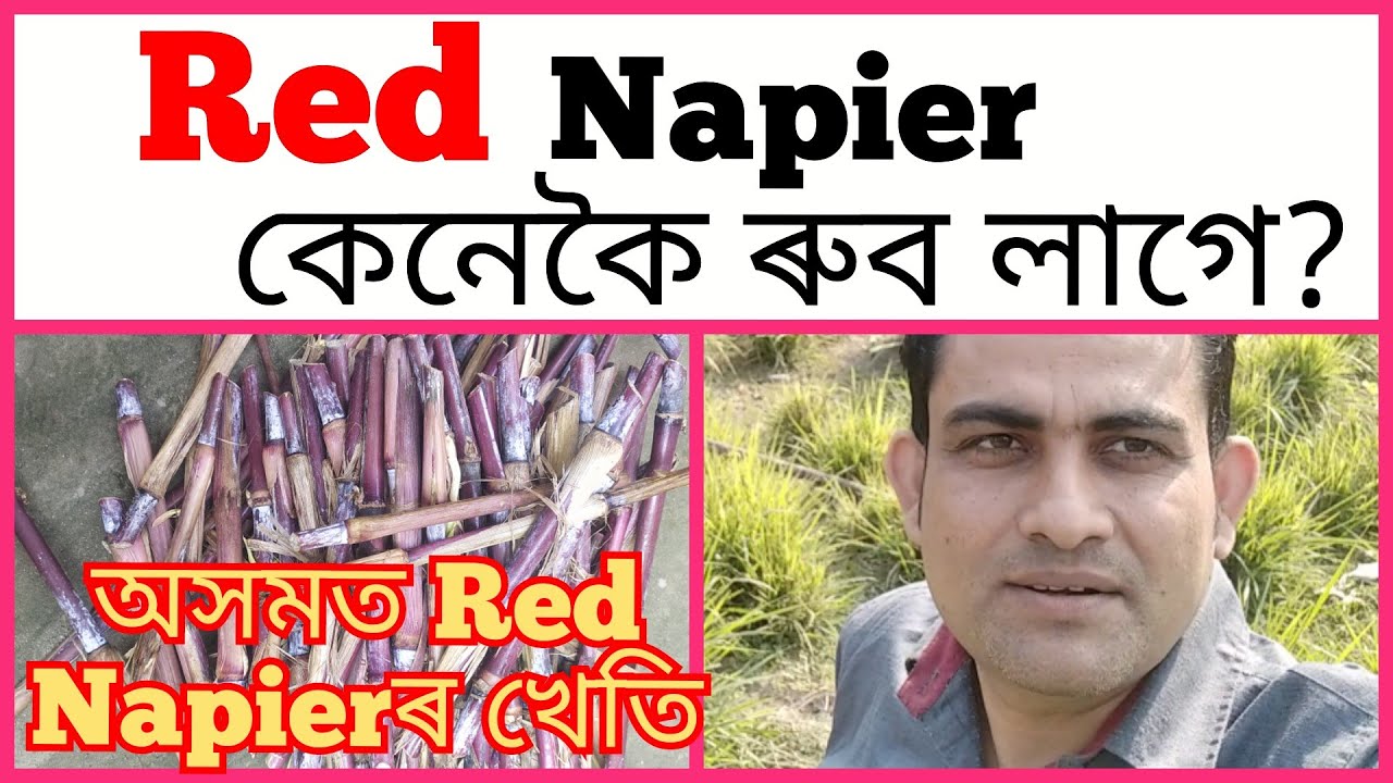 Red Napier কেনেকৈ ৰুব লাগে?