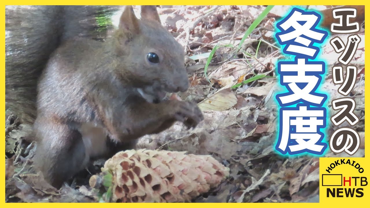 木の実など埋め冬の食料たくわえ…「作業が丁寧で見習いたい」　エゾリスは早くも冬支度